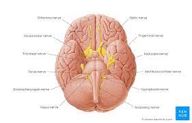 Maybe you would like to learn more about one of these? Cranial Nerves Quizzes And Labeling Exercises Kenhub