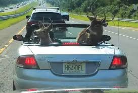 Maybe you would like to learn more about one of these? Rusa Tumpang Kereta