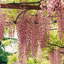 Page 105 plate 41 color sample e8. Multi Color Wisteria Tree Seeds 10pcs Pack Greenseedgarden