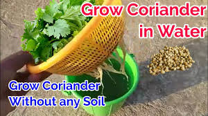When the seeds are fully dry they fall out of the flower heads. Grow Coriander Without Soil Coriander Only In Water With Update Coriander Planting At Home Youtube
