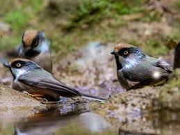 Image result for Leucas tettensis