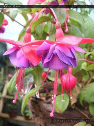 Blue Eyes Fuchsiafinder Fuchsia Garden Fuchsia Flower Flowers