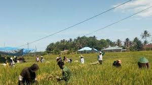 Gubernur kaltara zainal arifin paliwang mengatakan investor dari australia, akan melaksanakan pembangunan plta dengan nilai investasi kurang lebih rp 180 t. Poktan Di Ujung Utara Kaltara Panen Padi Saat Pandemi Covid 19 Pilar Pertanian