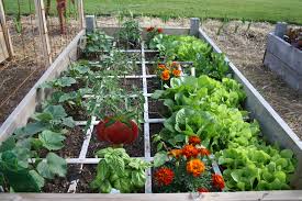 Jun 01, 2020 · square foot spacing for growing zucchini vertically with these tips you can plant zucchini vertically at 1 square foot per plant! The Creative Garden Patch Our Creative Gardening Experiences