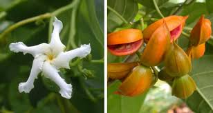 Image result for Tabernaemontana