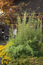 Image result for Oubanguia