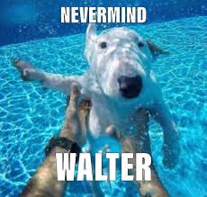 Walter Joins Nirvana Nelson The Bull Terrier Walter Funny Memes Stupid Memes Haha Funny