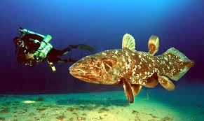 Image result for Coelachne