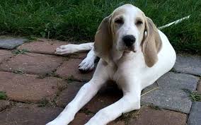 Vous y trouverez les meilleures pièces uniques ou personnalisées de nos boutiques. All About Porcelaine Dog Breed Origin Behavior Trainability Facts Puppy Price Color Health
