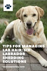 Do Labs Shed A Lot Labrador Retriever Shedding Guide 2019 Labrador Shedding Labrador Retriever Labrador