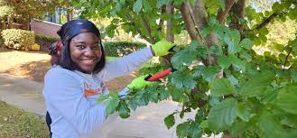 Image result for Tree Green 2018 Fleet