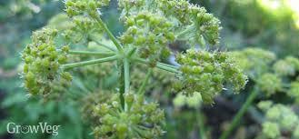 Lovage plants tend to be large and productive in the home garden. Perennial Herbs Growing Sorrel And Lovage In Your Herb Garden