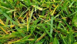 Maybe you would like to learn more about one of these? Grass Turning Yellow Causes Fixes To Turn It Green Lawn Model