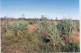 Image result for Andropogon gayanus