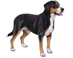 Greater swiss mountain dog puppy for sale in ann arbor, mi, usa. Greater Swiss Mountain Dog Facts Wisdom Panel Dog Breeds