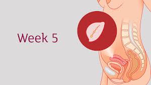 When does a 5 week old baby have her first wonder week? Everything You Need To Know About The First Trimester Weeks 1 To 12 Tommy S