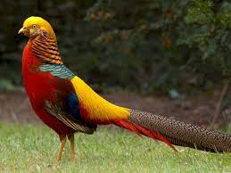 Gambar burung cantik di dunia. Burung Tercantik Asal Cina Pesona Keindahan Warna Bulunya Indozone Id
