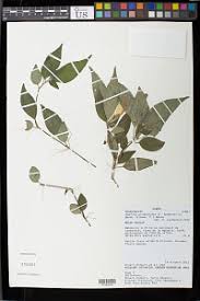 Image result for Saintpauliopsis lebrunii