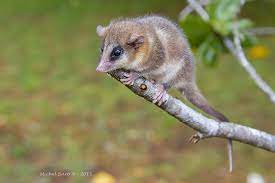 The monito del monte or colocolo opossum, dromiciops gliroides, also called chumaihuén in mapudungun, is a diminutive marsupial native only to southwestern south america (argentina and chile). Dromiciops Gliroides Animaux Les Plus Mignons Animales Mammiferes