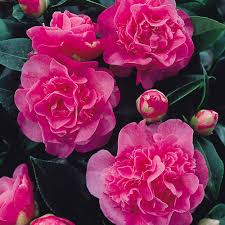 Camellia Debbie J Parker Dutch Bulbs