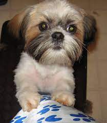 Pin On Doggie Doos By Dayna And More