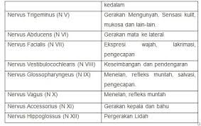 Bagian yang dimaksud adalah otak, sumsum tulang pada dasarnya, susunan saraf hewan vertebrata hampir sama dengan manusia. Sistem Saraf Otonom Pengertian Makalah Peran Dan Cara Kerja