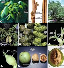 Image result for Myricaceae