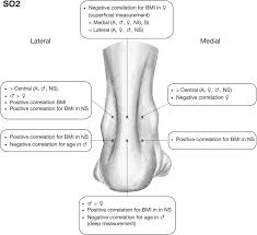 You can see a diagram of the achilles tendon below. Soft Tissue Microcirculation Around The Healthy Achilles Tendon A Cross Sectional Study Focusing On The Achilles Tendon And Dorsal Surgical Approaches To The Hindfoot Journal Of Orthopaedic Surgery And Research Full