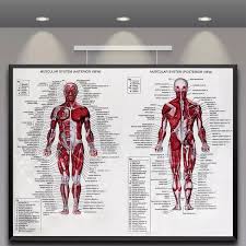 Muscle tissue is also found inside of the heart digestive organs. 60cm 80cm Muscle System Posters Silk Cloth Anatomy Chart Human Body School Medical Science Educational Supplies Home Decoration Medical Science Aliexpress