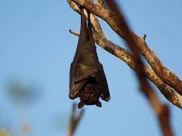 How Long Do Bats Live
