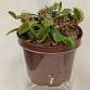 Little botanist presents fun with carnivorous plants event image