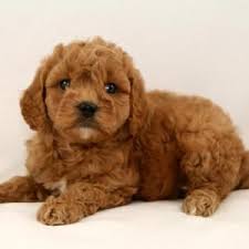 Throw me a ball or show me your lap, it won't take you long to figure out where i'm at! Cavapoo Breeder In Minnesota Cavapoo Cavapoo Breeders Pets