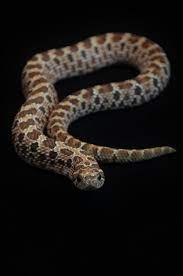 Western Hognose Snake Hognose Snake Western Hognose Snake Snake