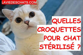 Avec son niveau optimal de sodium, elle permet de maintenir. Quelles Croquettes Pour Chat Sterilise La Vie Des Chats