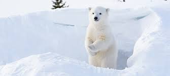 They may be able to do so for even longer. Ten Fascinating Facts About Polar Bears Oceana Canada