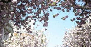 Kirschblutenliveticker Freitag Friday 24 04 2015 Kirschblute Bonn Kirschbluten Kirschen