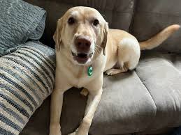 Happy 5th month birthday, Phoebe!!🩷