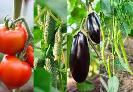 Maybe you would like to learn more about one of these? Eggplant Companions Learn About Companion Planting With Eggplant