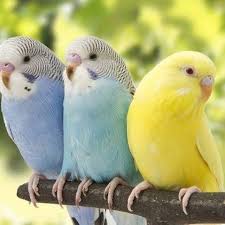 Menemen Izmir Muhabbet Kusu Alim Satim Home Facebook