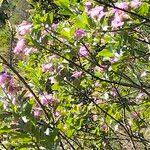 Image result for Podalyria calyptrata