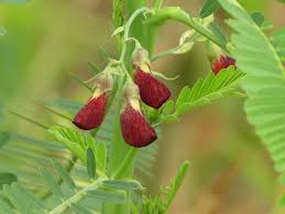 Image result for Sesbania sericea