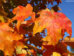 Maple sugar recopies for everything from candy, cookies to ham and of course maple syrup. Green Mountain Sugar Maple Acer Saccharum North American Insects Spiders