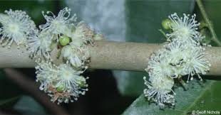 Image result for Eugenia natalitia