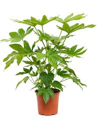 Lush Japanese Aralia Fatsia Japonica