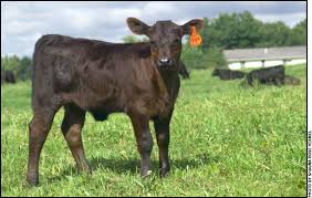 Tagging Techniques Ear Tag Cow Pet Care