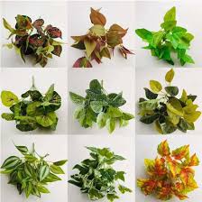 Plastic, foam and wooden backup pe and artificial uv plant cbm: Factory Cheap Kinds Of Plastic Mini Artificial Plant For Green Plant Wall Decoration China Artificial Plant And Mini Artificial Plant Price Made In China Com