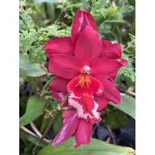 Image result for Phaius occidentalis