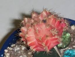The needles that cover cacti are critical to their survival in many ways. How To Care For Moon Cactus The Green Experiment Company