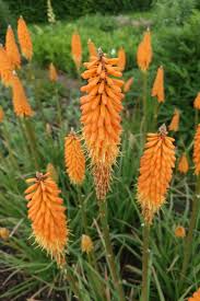 Image result for Kniphofia princeae