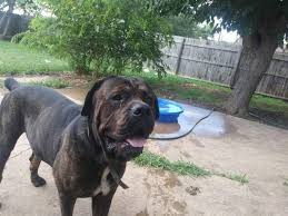 Explore 13 listings for boerboel cross puppies for sale at best prices. Bandog Peru King Tyson Rottweiler Cane Corso Mix 200lb Facebook